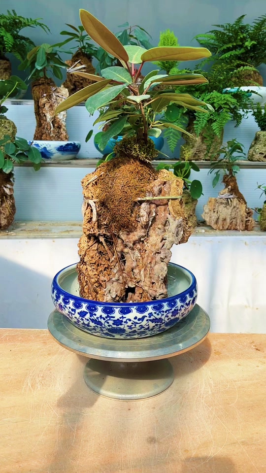 初五迎财神啦,石来运转,青花瓷搭配上水石真好看#青花瓷 #榕树 #室内