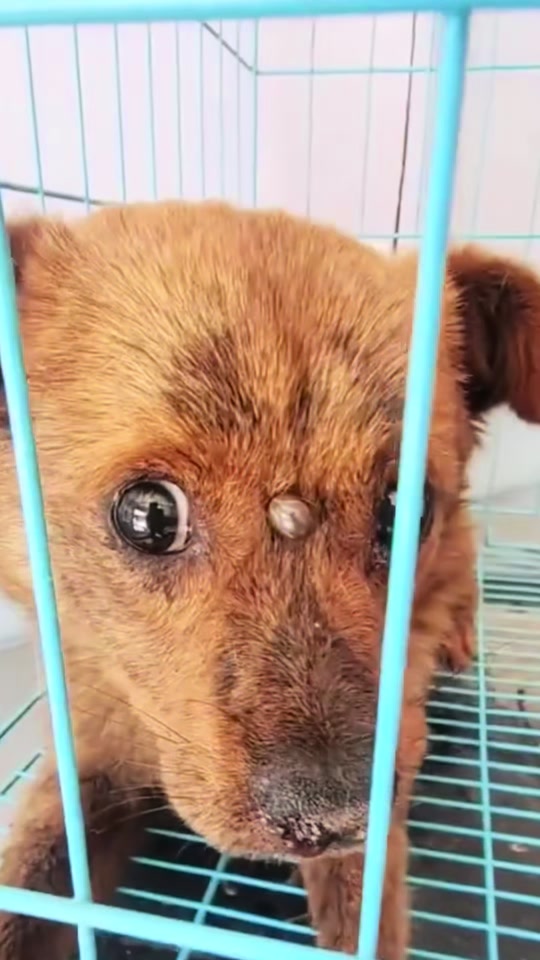 暴躁篮球犬的驯养传记最新更新内容