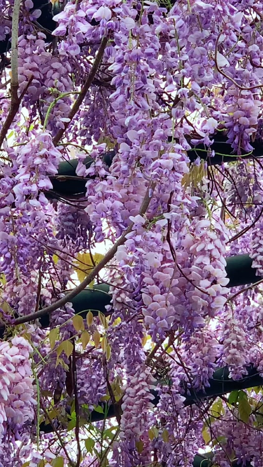 4月份南京紫藤花哪里好看 - 抖音