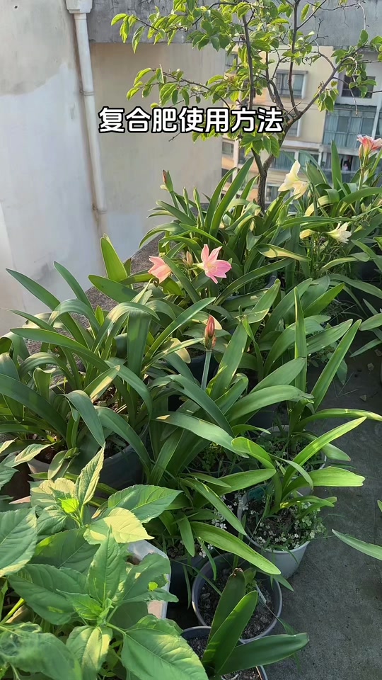 血鹦鹉朱顶红