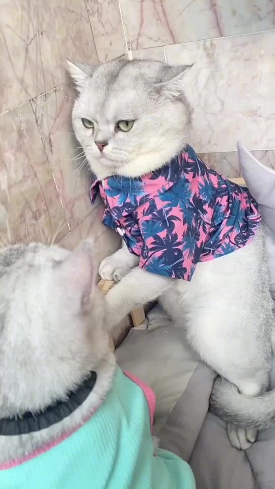 夜翼和骚猫被抓