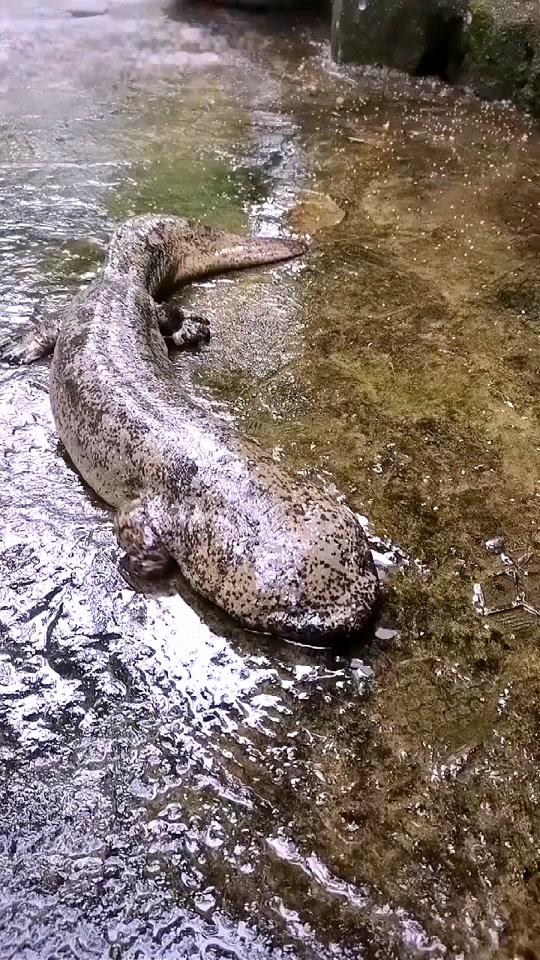 90岁老人放生娃娃鱼