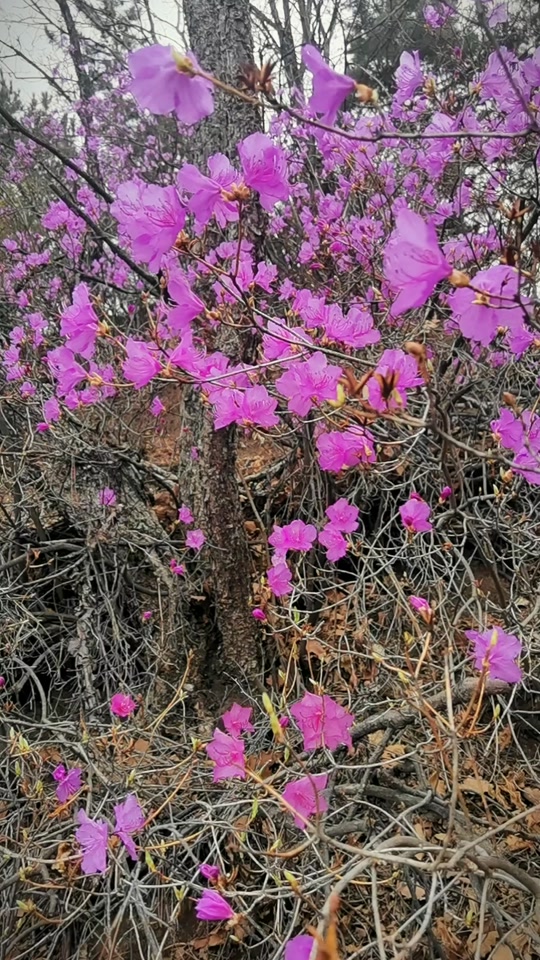 涞源石窝长城杜鹃花