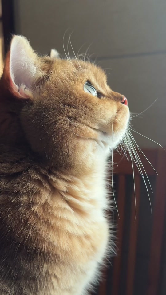 小猫圆脸侧脸