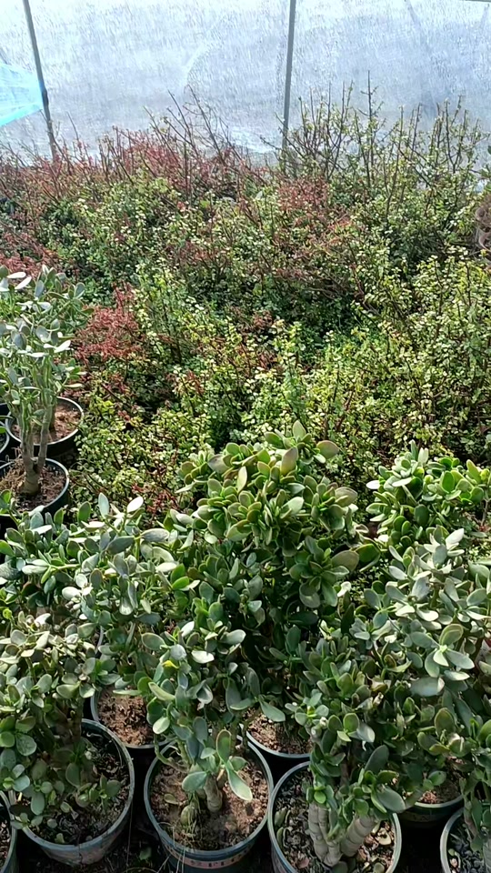 云南多肉基地现挖现卖的老桩