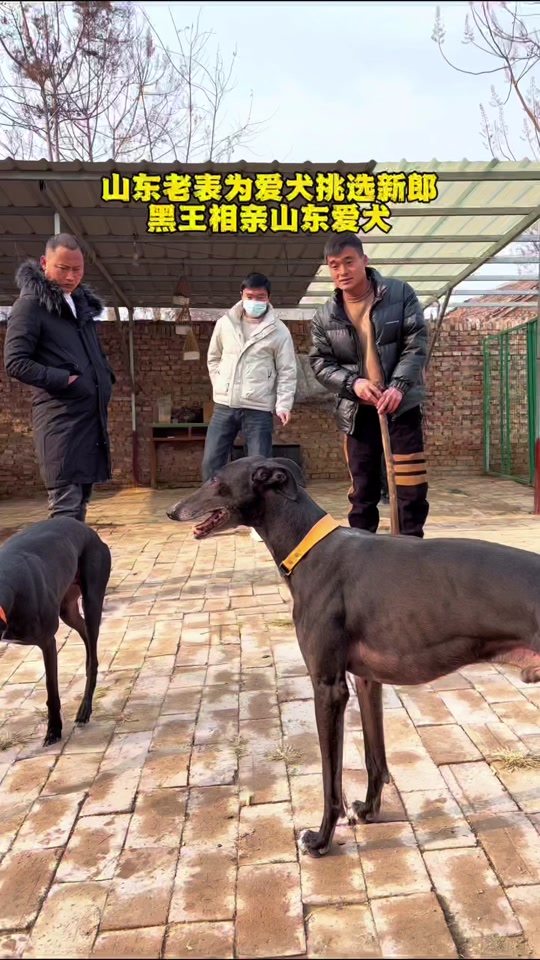 黑带格力犬