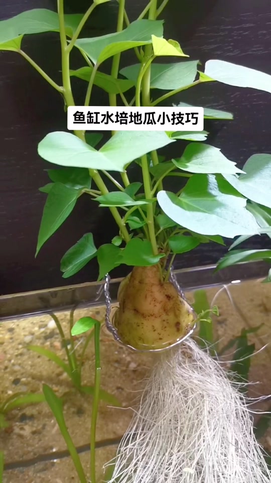 红薯鱼缸水培养殖方法