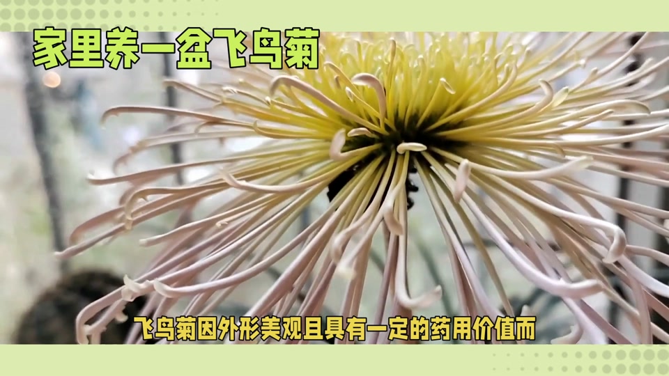 菊美人孩子_到底哪种才是美人菊