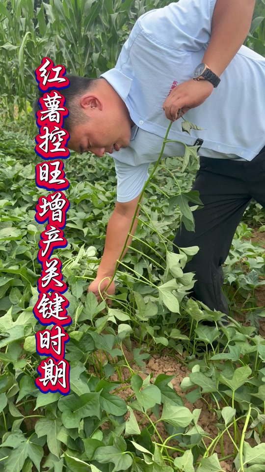 烯效唑红薯上控旺的正确使用方法 - 抖音