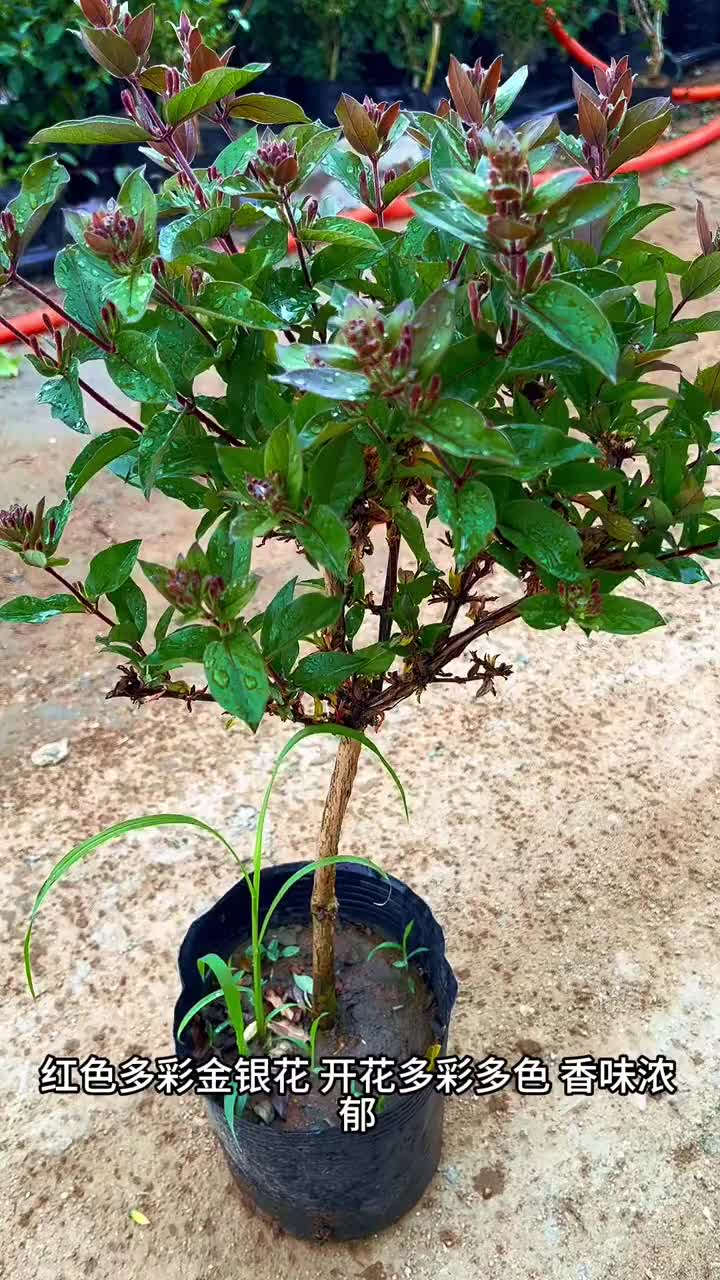 红色金银花,观赏泡茶闻香,快来看看吧.