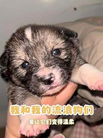 #救助流浪狗后续 原来爱真的会让狗狗变得聪明又温柔,每天跟它们说说话,聊聊天,它们也开始学会思考,慢慢就有了默契……#流浪狗狗的故事