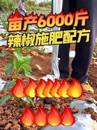 #农业知识 #辣椒 #辣椒高产 #种辣椒 #辣椒种植 分享施肥配方,让你轻松亩产6000斤!
