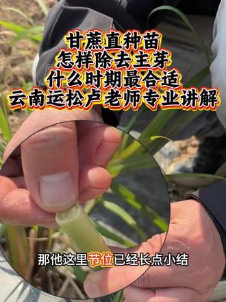 甘蔗直种苗怎么去除主芽?云南运松农业卢老师专业讲解#云南运松农业#甘蔗种植
