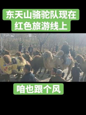 #古丝绸之路#东天山骆驼队 #我在现场#文化交流