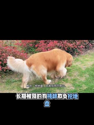 金毛的性格 别再被网上的刻板印象骗了!
都说金毛对人温顺、对狗很凶,其实根本不是这样。
正常的金毛,不管对人还是对同类,性格都特别友善,就算被别的狗欺负,大多都是打不还手、一味忍让。
但再好脾气的金毛,忍耐都是有底线的。
长期被别的狗挑衅、欺负、抢地盘、无故低吼吓唬它,一次次受委屈还没人护着,憋久了就会彻底性情大变。
一旦忍到极限突然爆发,就会变得特别敏感应激,攻击性直接上来,出门开始高度戒备,甚至见狗就想冲上去打架。
从温顺大暖男,直接变成爱挑事的狗子。
而且这种习惯一旦养成,后期特别难矫正,只能严格牵绳、避开陌生狗狗,慢慢做脱敏训练。
所以养金毛一定要记住,别觉得它脾气好就任由别的狗欺负。
#金毛成年犬 #宠物金毛犬 #奔跑中的金毛 #这个世界不能没有狗狗 #金毛犬展示