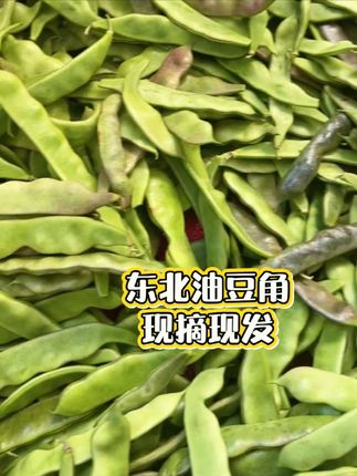 #新鲜采摘 #东北油豆角#现摘现发新鲜到家 #