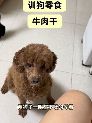 牛肉+鸭肉真好吃#宠物零食#佩特兰迪 #训狗零食 #萌宠出道计划 #猫狗零食@DOU+小助手 @DOU+上热门