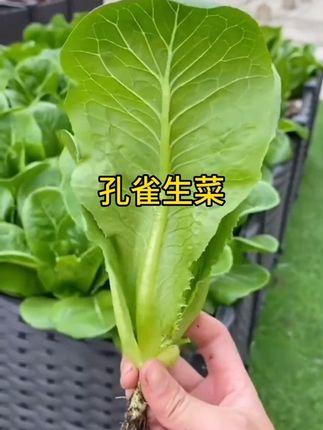 推荐一款天热也能种植的蔬菜,它就是孔雀生菜,只要有空地方的都可以种植,一年四季都可以种植#孔雀菜 #蔬菜种子 #优质农产品 #家庭种植