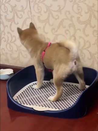 狗狗厕所大小型犬通用防踩屎便盆清洁宠物专用诱导上厕所#狗狗厕所 #宠物屎盆 #宠物厕所 #防踩屎便盆 #小型犬厕所