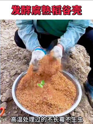 发酵腐熟稻谷壳来了, 想要大蒜出苗快出苗齐的话,您试试我这个小技巧#种大蒜 #大蒜出苗齐出苗快 #稻谷壳 #发酵稻谷壳 #发酵稻壳@抖加🔥上热门🔥dou+🔥热点宝