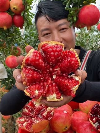 #新鲜采摘 #快来一起尝个鲜 #突尼斯软籽石榴