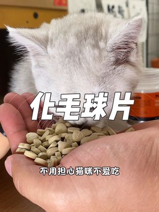 养猫不给它排毛你赶紧别养了#养猫新手 #懒人必备 #科学养宠 #排毛球