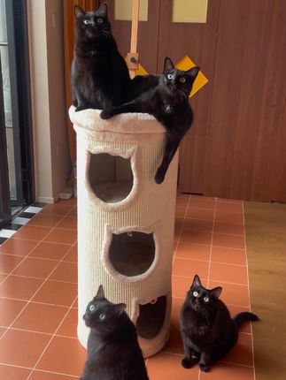 哈基米主包每晚敬业直播终于全款拿下新猫架!恭喜🎉#黑猫 #猫咪猫咪猫咪猫咪 #猪咪