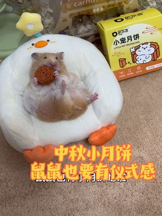 也是吃上月饼了 #萌宠出道计划 #金丝熊 #养鼠日常分享