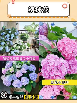 绣球花花期长开花漂亮,南北方可种,盆栽地栽都可以。#绣球花苗 #花卉绿植 #爱生活爱养花 #种花 #养花
