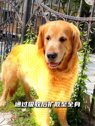 狗狗反复出现皮肤问题,抓抓挠挠的,你要考虑的一个问题#狗狗皮肤问题 #狗狗脓皮症 #新手养狗 #无限回购的宝藏单品 #在抖音入手的好东西