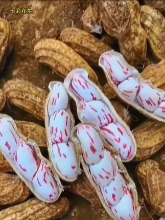 #七彩花生 你吃过这么漂亮的花生吗?生吃脆甜多汁,奶香味浓郁,煮着吃又香又嫰越嚼越香#妈呀太香了 #优质农产品 #花生 @舒宁美食