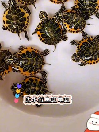 乌龟鱼缸新款加热棒#氐水都可以使用推荐