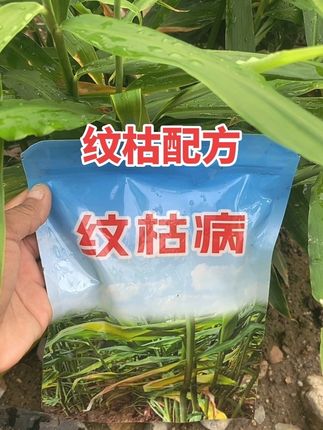 生姜种植#种植方法