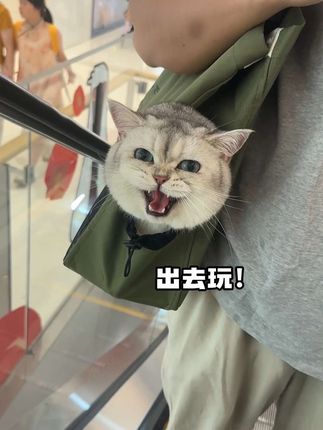 当我给我家猫新买了个猫包,就拥有了一个万能出门搭子~ #带猫出门 #猫咪社会化 #遛猫 #猫包
