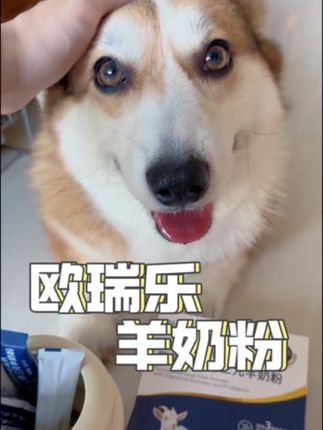 小猫小狗都能喝的羊奶粉#萌宠好物 #宠物营养 #养狗经验分享