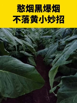 憨烟黑爆烟不落黄小妙招#烤烟 #烤烟种植 #烤烟种植技术与管理