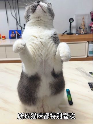 谁家毛孩子还没有这么好玩的逗猫棒#萌宠 #萌宠出道计划 #猫咪