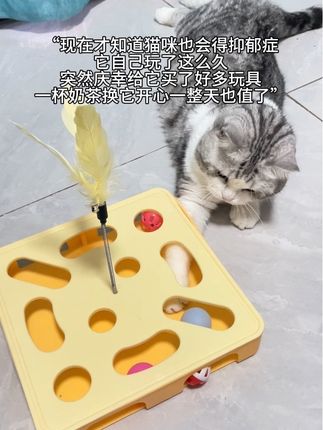 这个逗猫神器,🤣猫咪玩的可开心哈哈,一杯奶茶钱值了#猫玩具 #逗猫神器 #萌宠好物 #猫咪