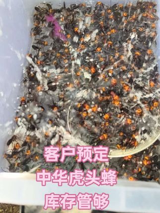 #户外 #中华虎头蜂 #虎头蜂泡酒 #上热门🔥 ,客户预定库存管够