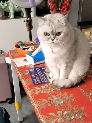 #骑士朵D生物素 #猫咪防掉毛 #掉毛怪 #猫掉毛@DOU+小助手