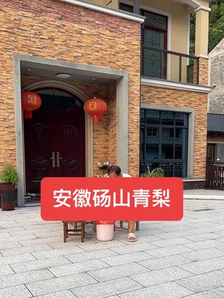 这个梨比较脆甜水分比较足🌹🌹🌹🌧️ #季节水果采摘