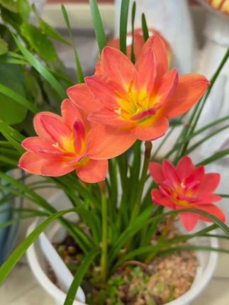 #爱生活爱养花 #重瓣风雨兰种球#韭兰 #阳台养花