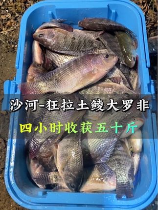 沙河鱼情太暴躁了 4小时狂拔50斤土鲮大罗非 #国庆来场金秋钓鱼局 #原来钓鱼才是抖音运动顶流 #钓鱼的乐趣只有钓鱼人懂 #钓位分享 #今晚吃鱼