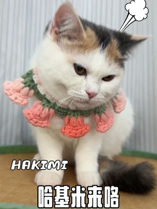 #我的大脸猫 #推荐好物 宠物口水巾,小围脖#可爱喵