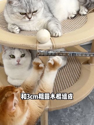 双层圆形实木猫抓板,材质不缩水,猫安全人安心#萌主请就位、 #抖in萌宠计划、#萌宠好物