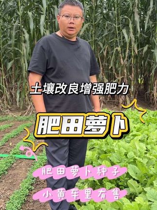 南方果园或者大田土壤板结,就用绿肥种子肥田萝卜,有效破除板结 增强土壤肥力,成本低效果好#肥田萝卜#绿肥#绿肥种子#果园生草#土壤改良