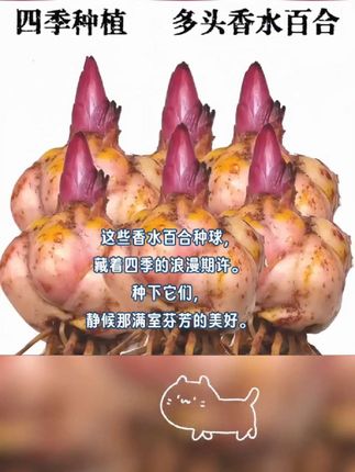 冰美人百合,养死包赔哦😉 超美的冰美人重瓣百合来啦!重瓣进口种球,带根芽,庭院阳台都能养。花朵大又香,养死包赔,放心冲!#百合 ## #百合