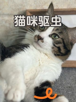 猫咪狗狗驱虫的价格其实没那么贵,这个内外同驱的滴剂价格就很划算了,铲屎官可以趁活动先安排上#猫咪驱虫#狗狗驱虫 #养猫经验分享 #新手养宠