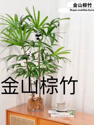 【送货上门】水培金山棕竹绿植净化空气室内水养可土盆栽客厅植物#竹竹节节高 #绿植 #净化空气植物 #水养盆栽 #金山棕竹