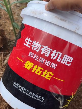 #生姜种植